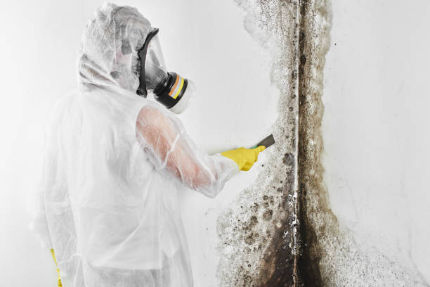 Best DIY Mold Remediation Support Services in Grantsburg, WI