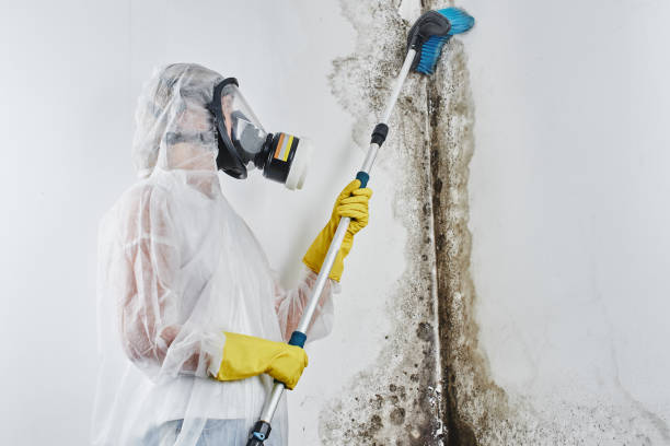 Best Mold Remediation for Schools in Grantsburg, WI