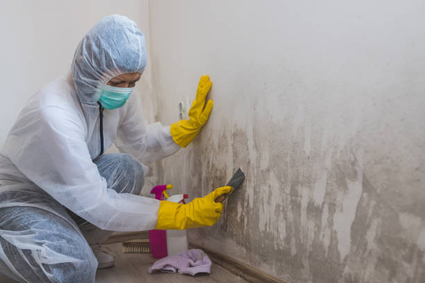 Best Black Mold Remediation in Grantsburg, WI