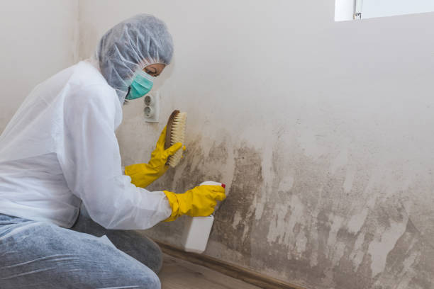 Best Commercial Mold Remediation in Grantsburg, WI