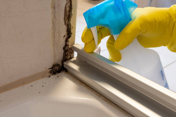 Professional Mold Remediation in Grantsburg, WI