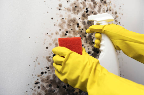 Best Emergency Mold Remediation in Grantsburg, WI