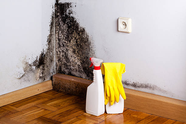 Best Crawl Space Mold Remediation in Grantsburg, WI