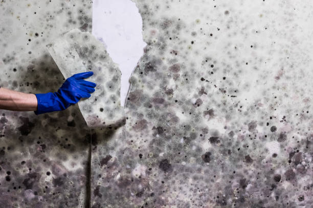 Best Health and Safety Mold Remediation in Grantsburg, WI
